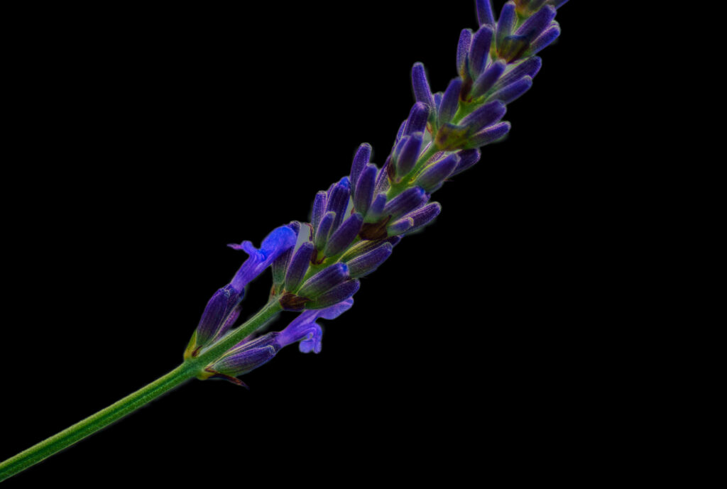 Elegant Lavender Inflorescence Wallpaper on Black Background