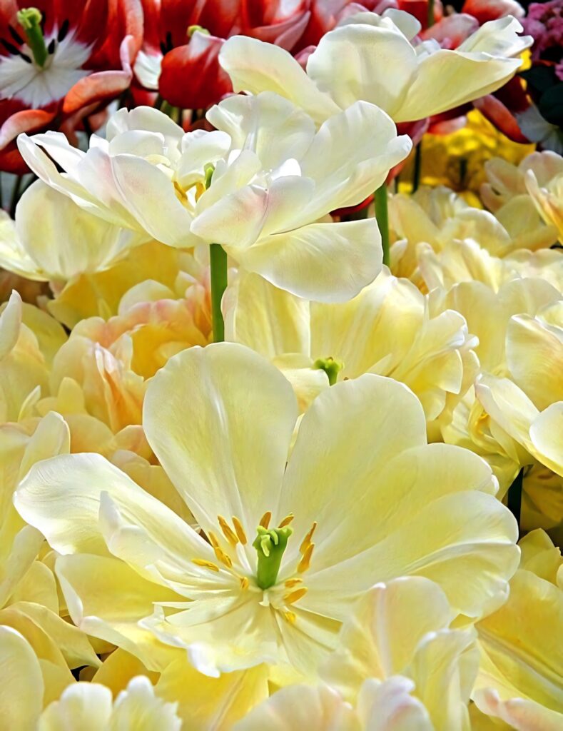 Elegant Pale Lemon Yellow Tulips Wallpaper - Vibrant Floral Background