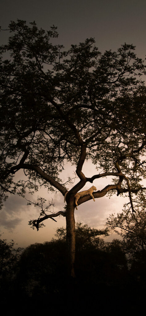 Elegant Leopard Silhouette iPhone Wallpaper in African Landscape