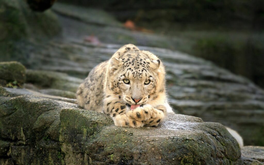 Elegant Leopard Wallpaper: Tranquil Scene on Rugged Stones