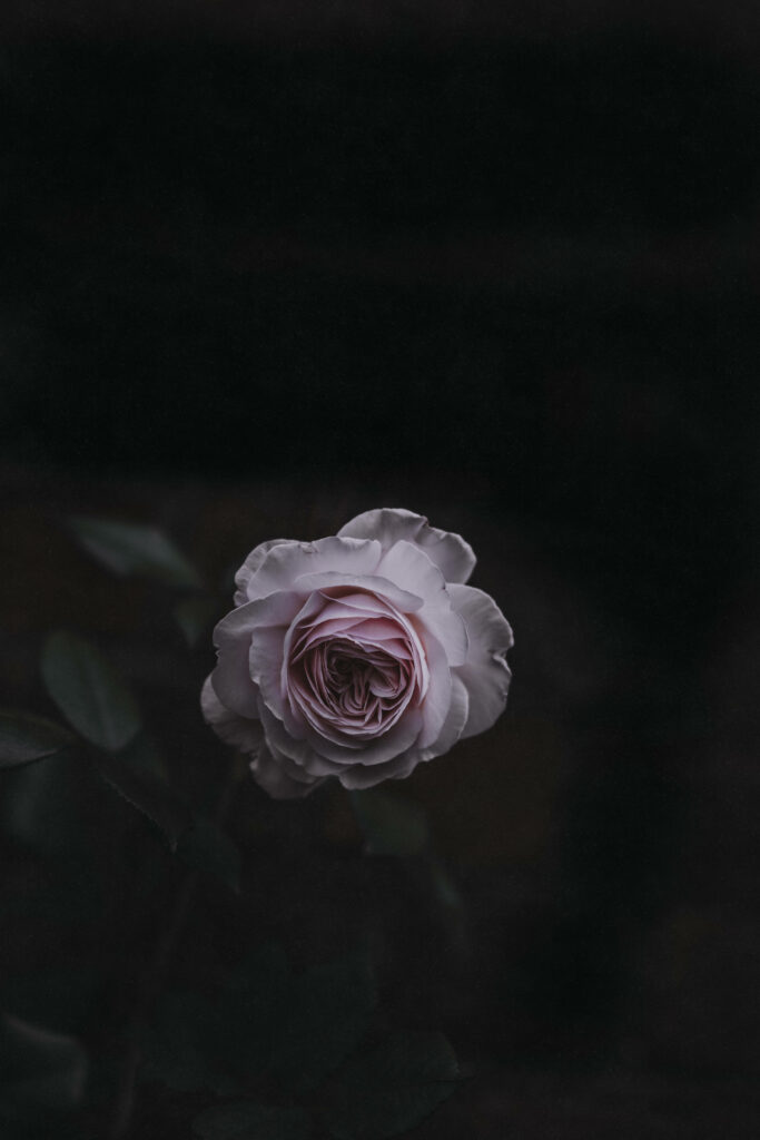 Elegant Light Pink Rose Bloom Against Dark Background - Striking Contrast Wallpaper