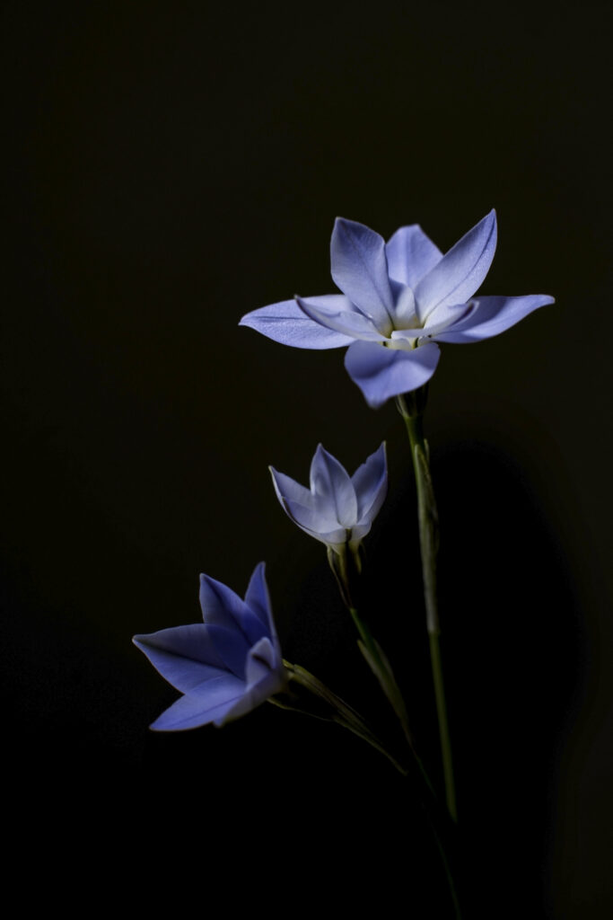 Elegant Light Purple Flowers on Black Background - Minimalist Wallpaper