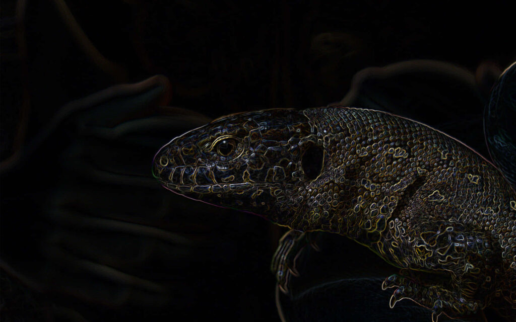 Stunning Lizard Wallpaper with Gold & Black Textures on Dark Background