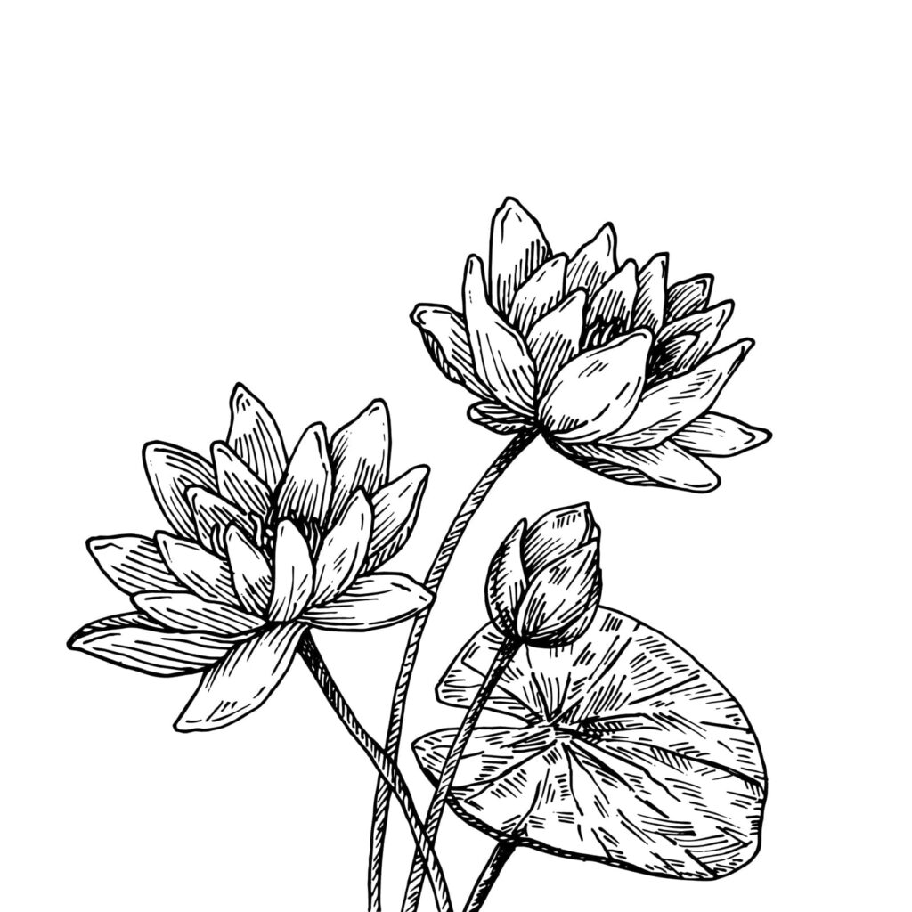 Elegant Lotus Flowers Drawing on Minimalist White Wallpaper