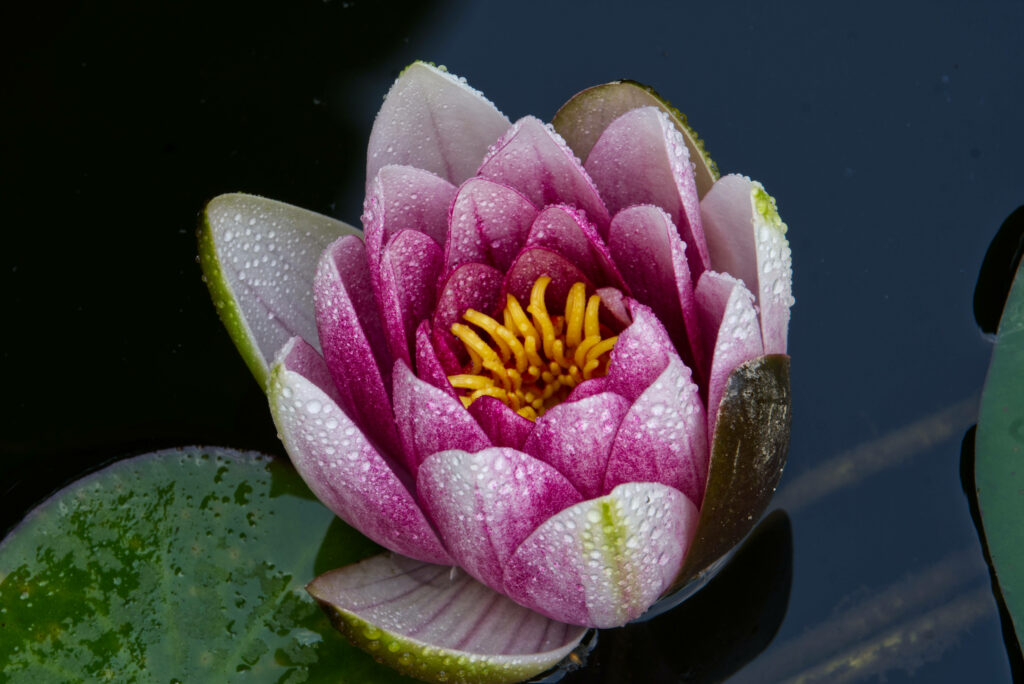 Stunning Pink Lotus Flower Wallpaper on Dark Water Background