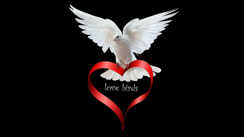 Elegant Love Birds Wallpaper: White Bird on Heart Ribbon Background