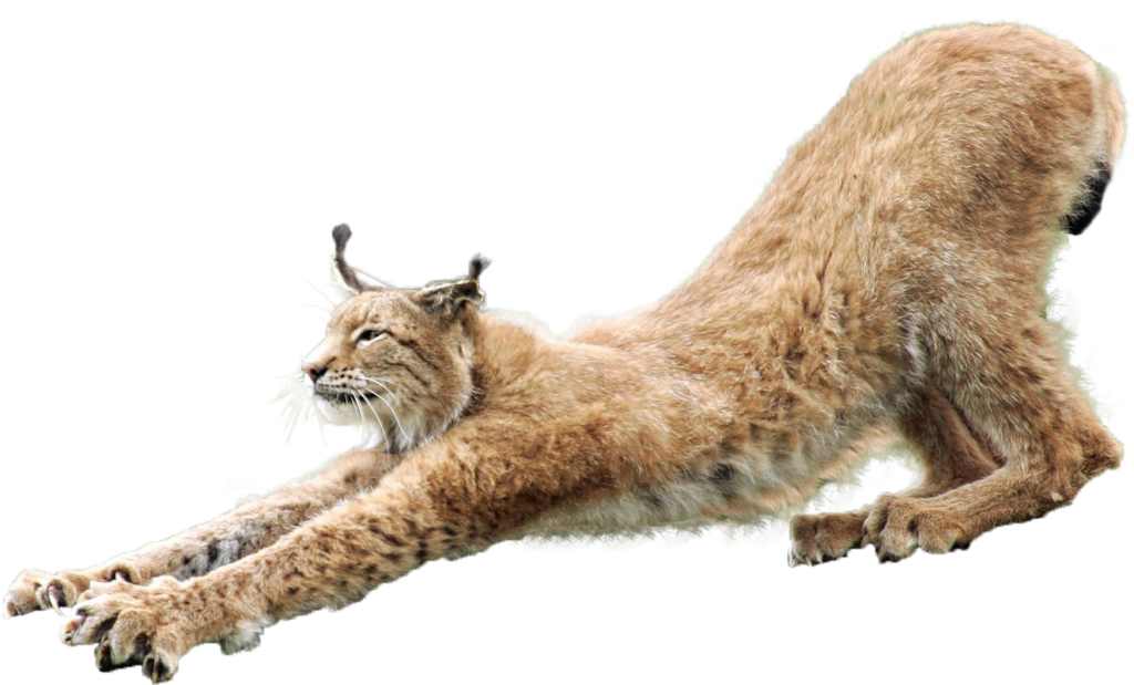 Elegant Lynx Stretching Wallpaper - Sleek Fur & Tufted Ears