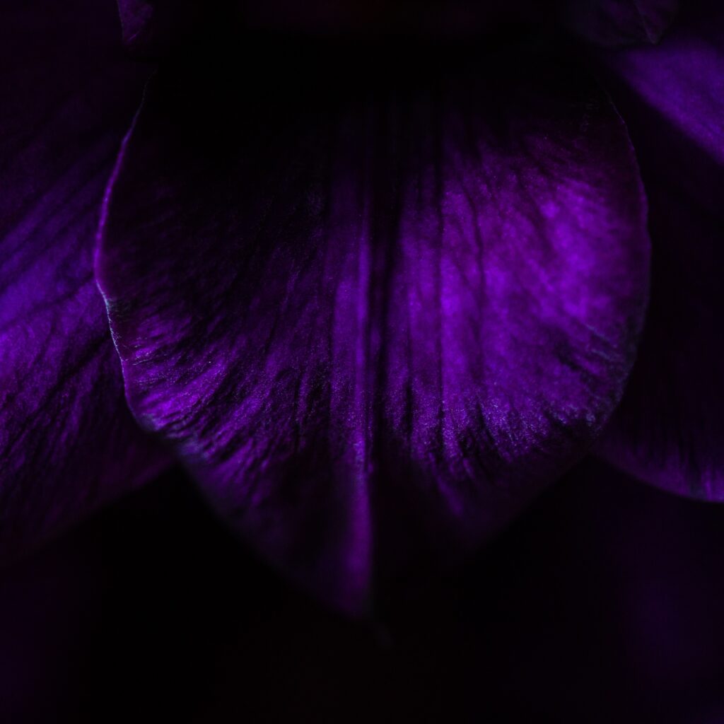 Elegant Deep Purple Leaf Macro Photo - Dramatic Wallpaper Background