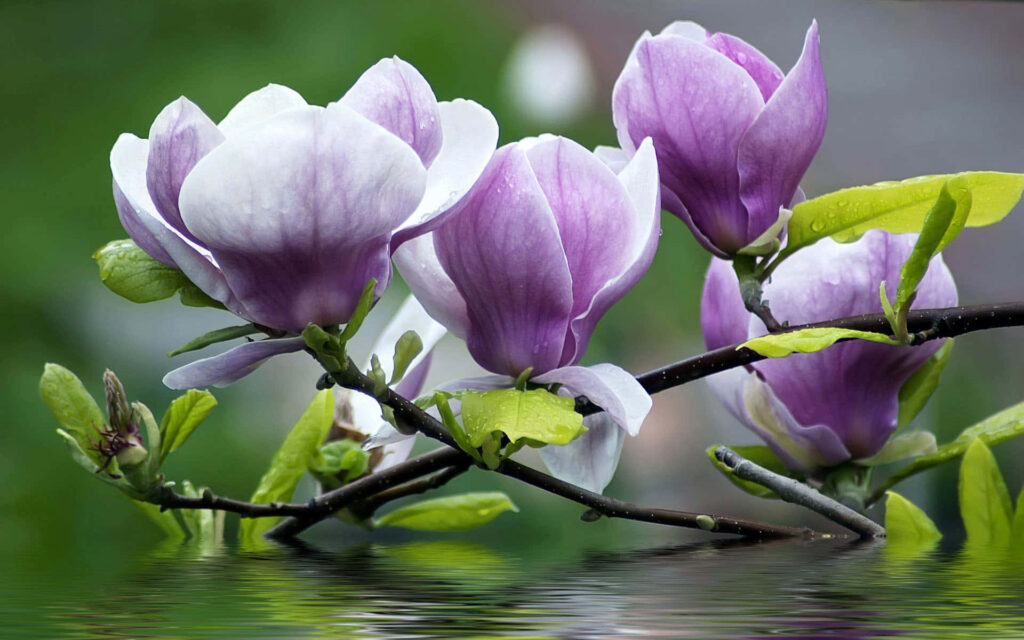 Serene Magnolia Wallpaper: Elegant Blooms and Reflections