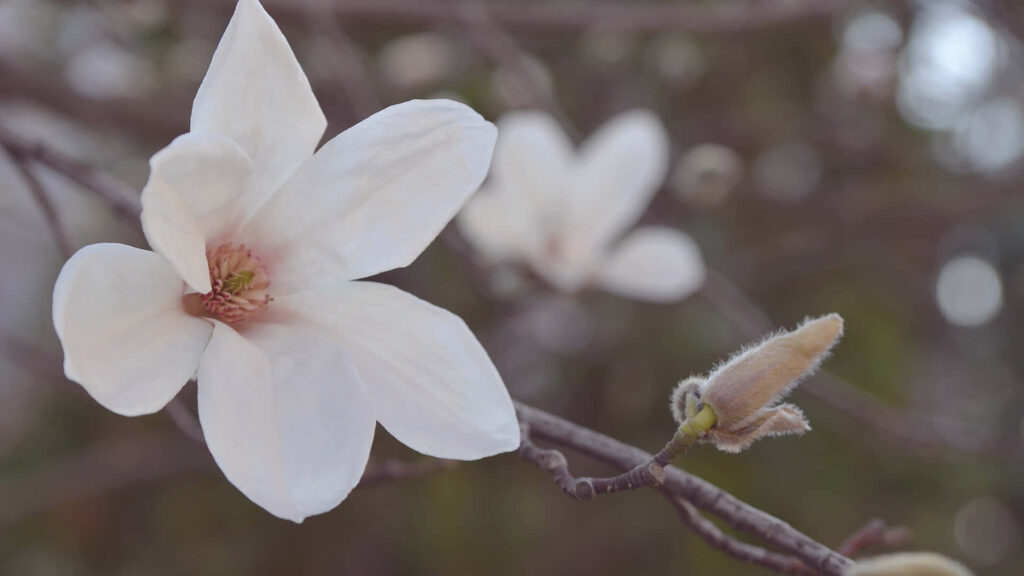 Delicate Magnolia Flower Wallpaper - Serene Background Focus