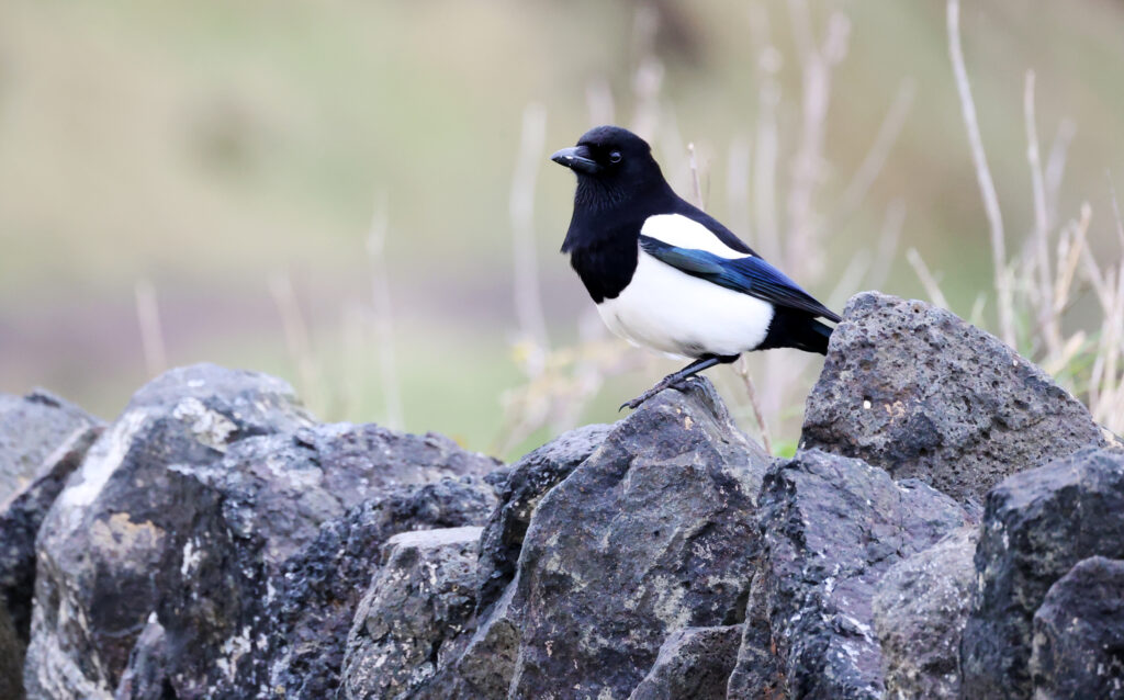 Elegant Magpie Wallpaper: Serene Nature Scene for Your Desktop