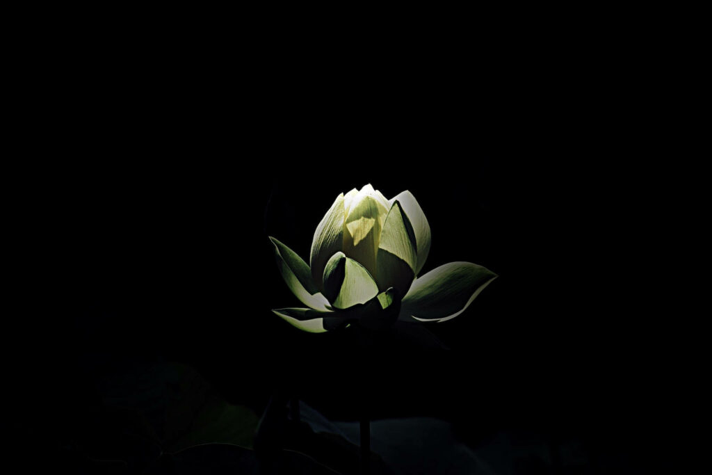 Minimalist Wallpaper: Illuminated Flower on Dark Background