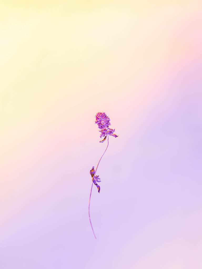 Minimalist Flower Wallpaper: Elegant Pastel Gradient Phone Background