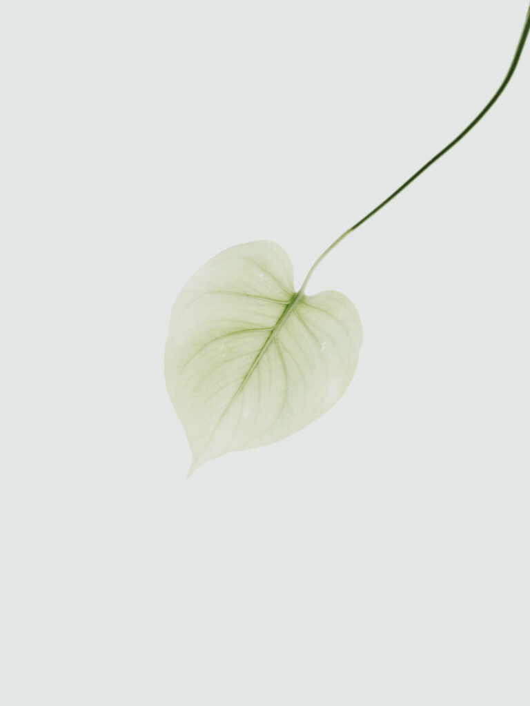 Elegant Minimalist Leaf Wallpaper: Delicate Veins on Light Background