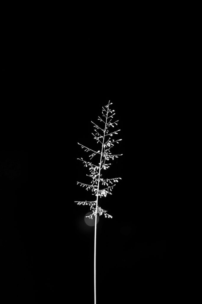 Elegant Minimalist Tree Silhouette Wallpaper on Deep Black Background