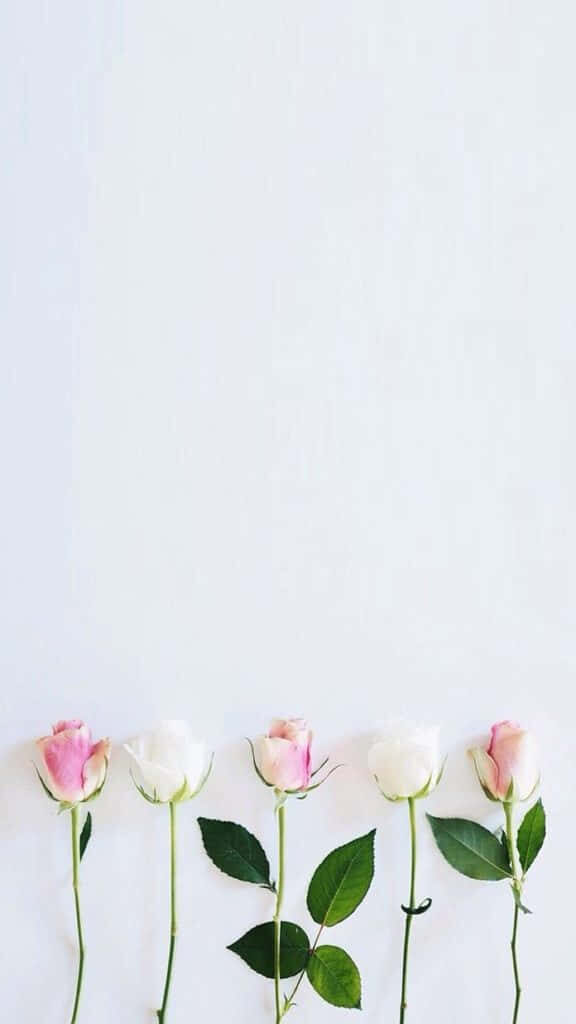 Minimalist Pink & White Rose Wallpaper | Serene Light Background