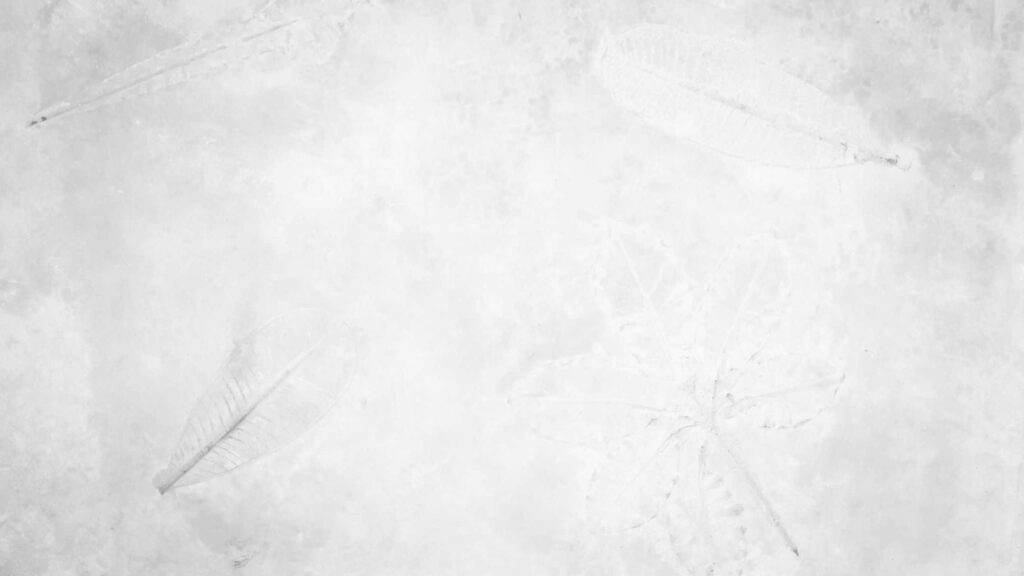 Elegant Minimalist Wallpaper: White Background with Feather Patterns
