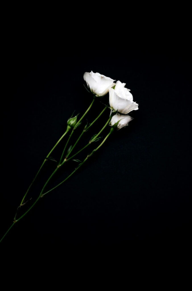 Elegant Minimalist Wallpaper: White Roses on Black Background