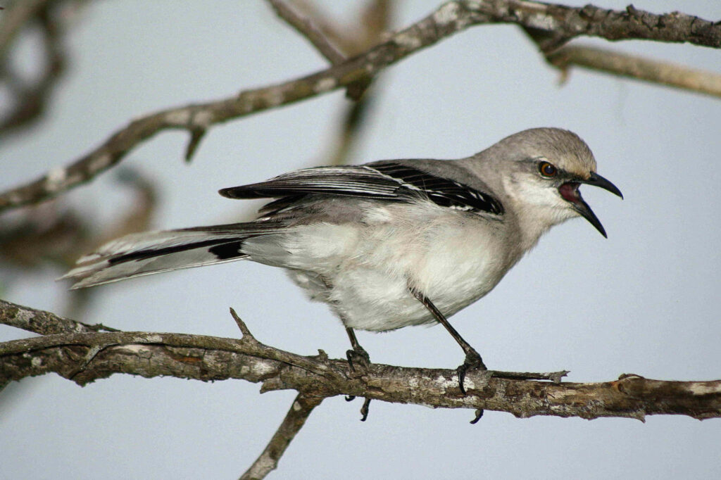 Elegant Mockingbird Perched on Branch with Stunning Plumage Wallpaper