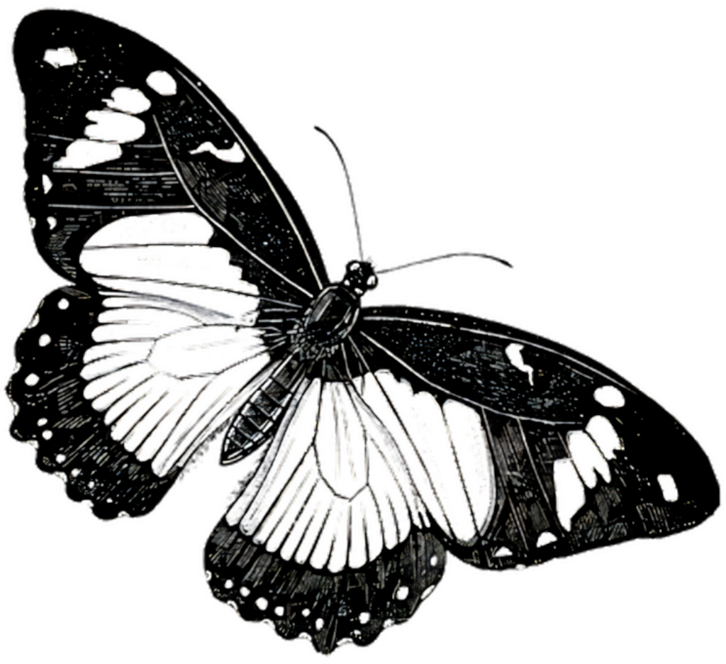 Elegant Monochrome Butterfly Illustration - Intricate Wallpaper Design