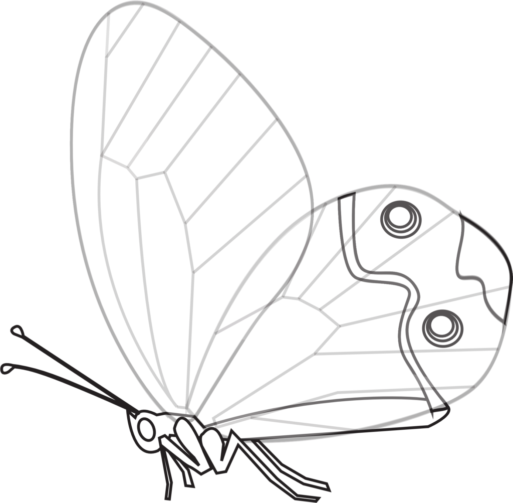 Elegant Monochrome Butterfly Wallpaper: Detailed Linework Background