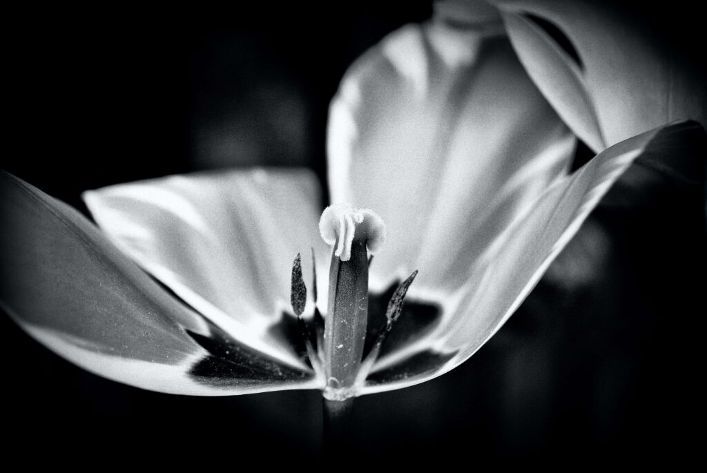 Elegant Monochrome Flower Wallpaper: Striking Texture & Depth