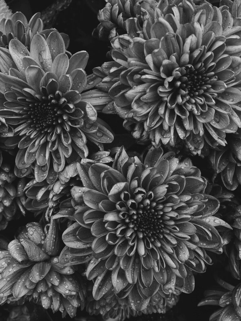 Elegant Monochrome Flower Wallpaper with Dew Drops - Serene Background
