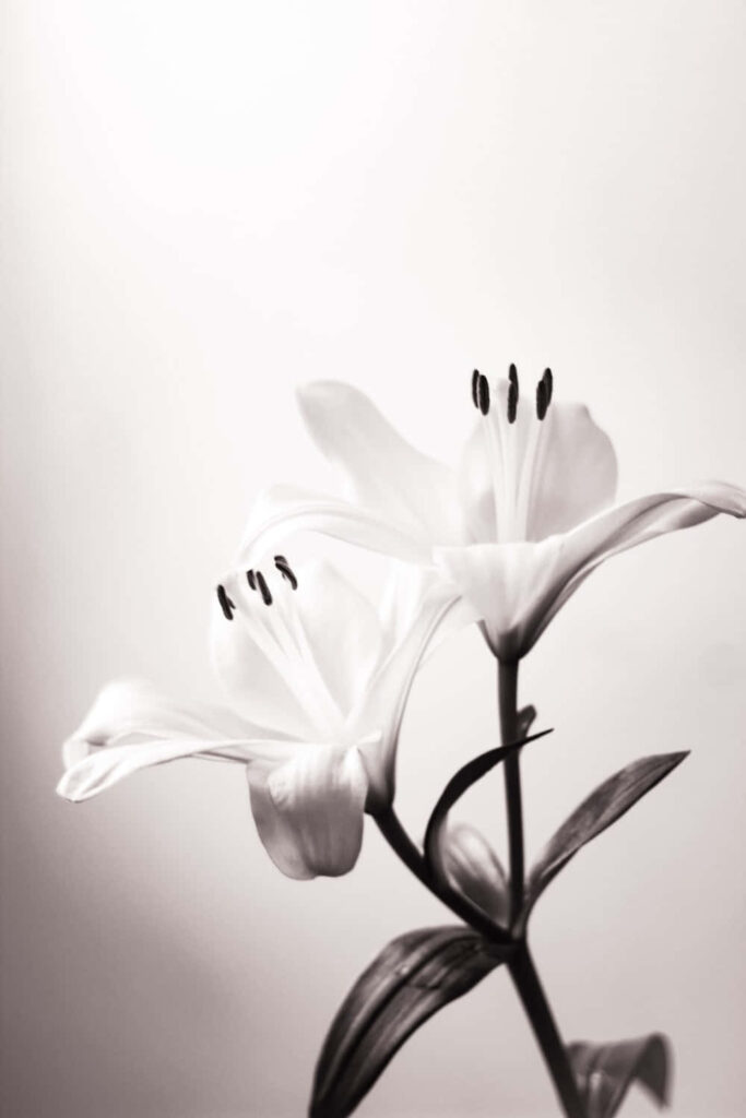 Elegant Monochrome Lily Wallpaper: Timeless Black & White Background