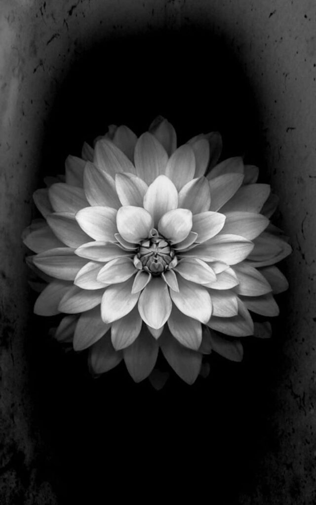 Monochromatic Elegance: iPhone Background featuring a Black and White Lotus Flower Wallpaper