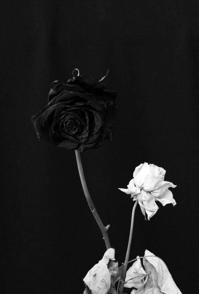 Elegant Monochrome iPhone Wallpaper: Black & White Roses