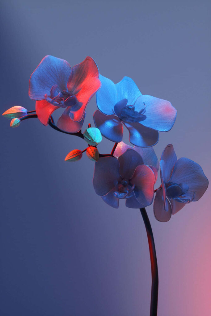 Stunning Nature Wallpaper: Aesthetic Flowers on Soft Gradient Background