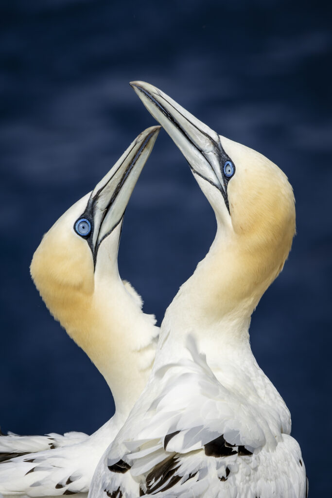 Stunning Northern Gannets: Elegant Display on Deep Blue Background Wallpaper