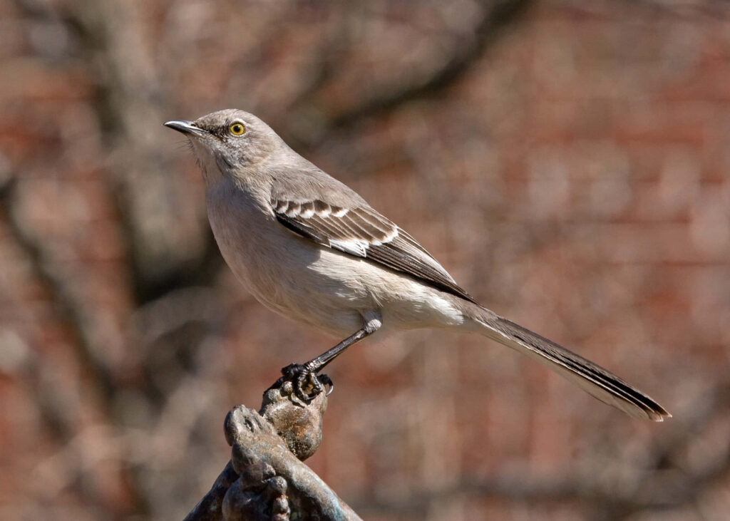 Elegant Northern Mockingbird Wallpaper: Profile View in Nature