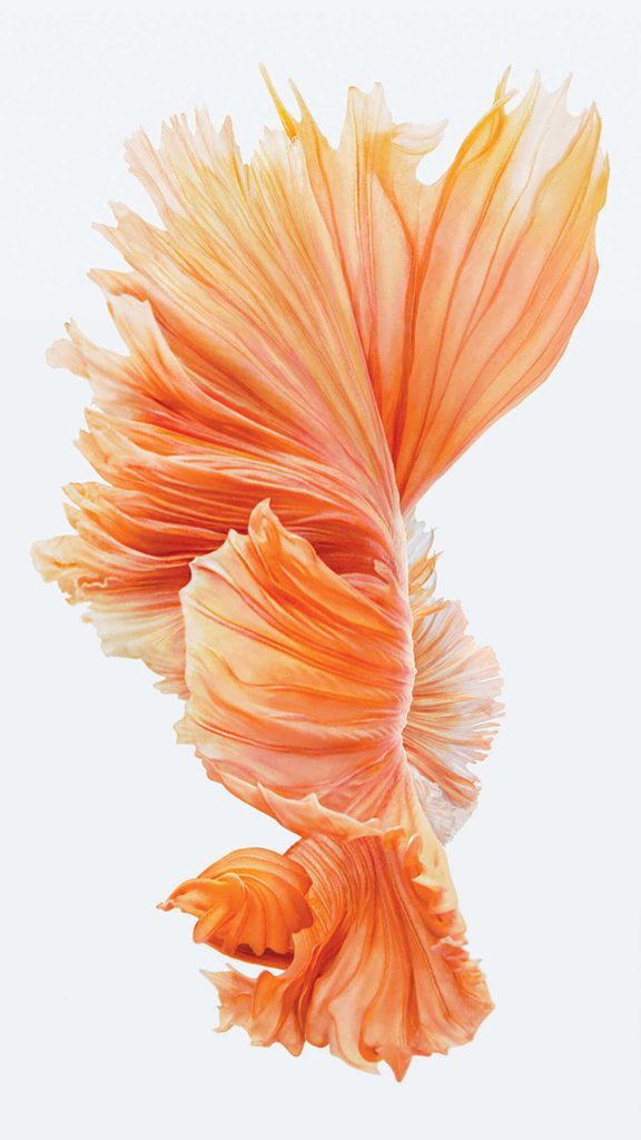 Vibrant orange Betta fish with flowing fins on white background elegant iPhone 6s wallpaper