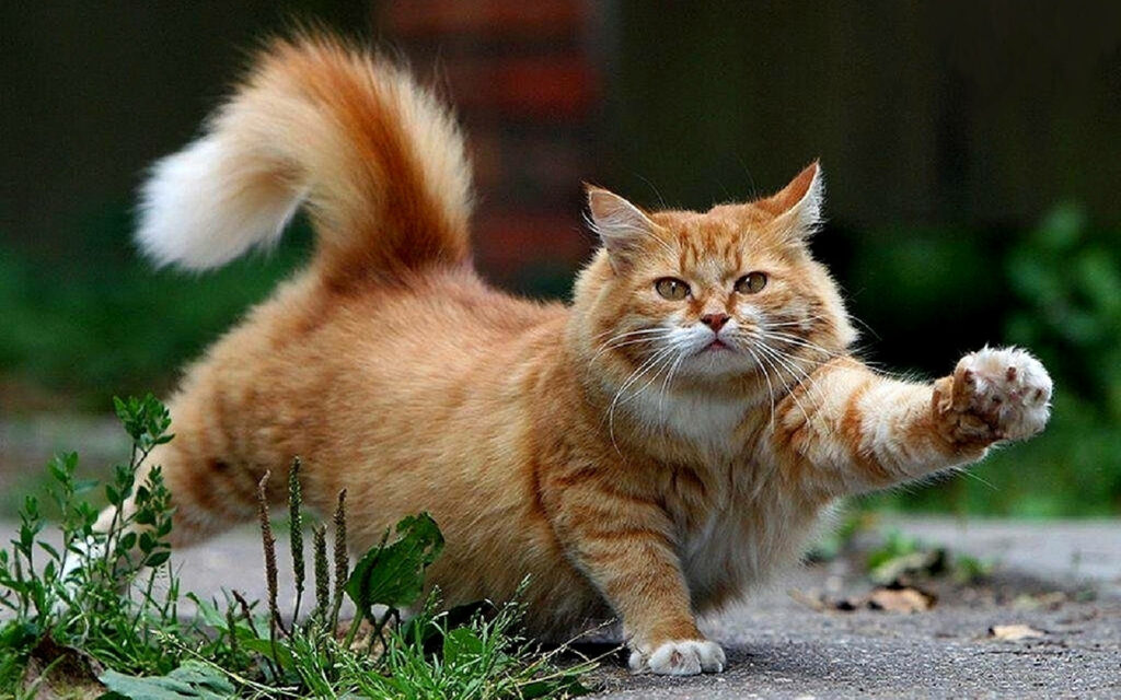 Charming Orange Cat Stretching on Greenery Wallpaper Background