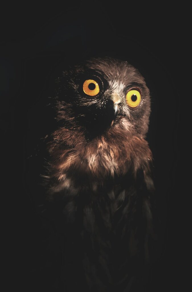 Elegant Owl Wallpaper: Captivating Nocturnal Predator Background