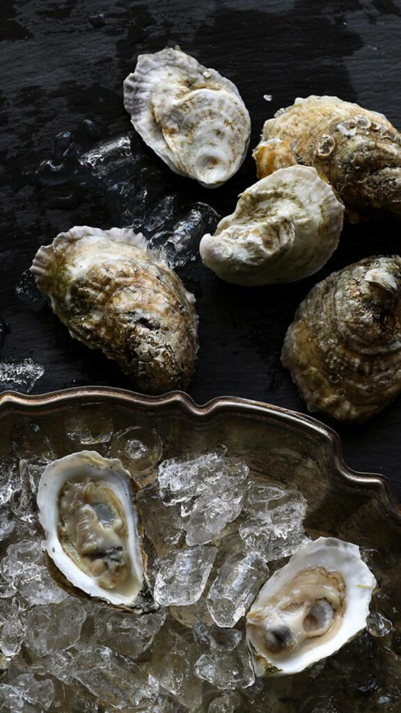 Elegant Oyster Shells on Crushed Ice - Freshness Wallpaper Background