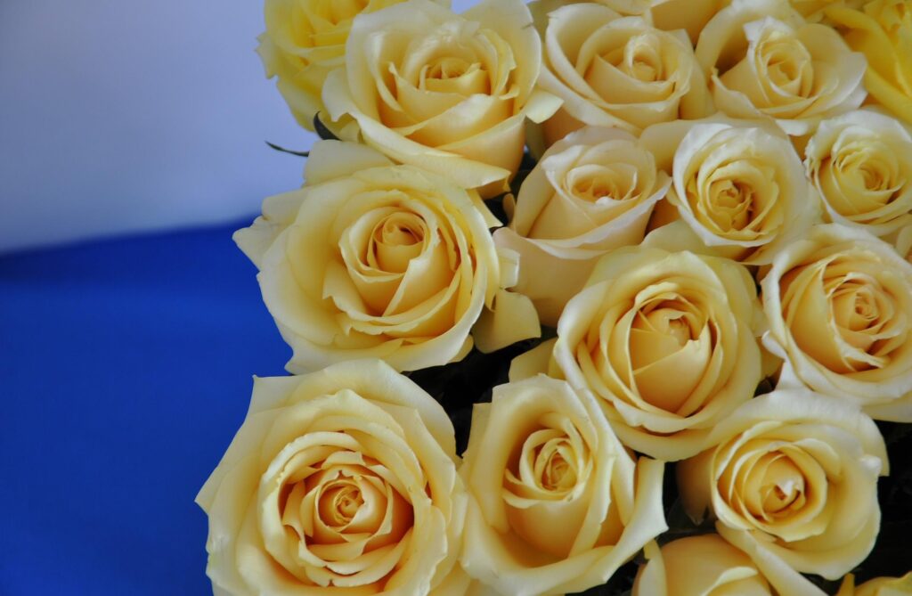 Elegant Pale Yellow Roses Bouquet on Blue Background - Close-Up Wallpaper