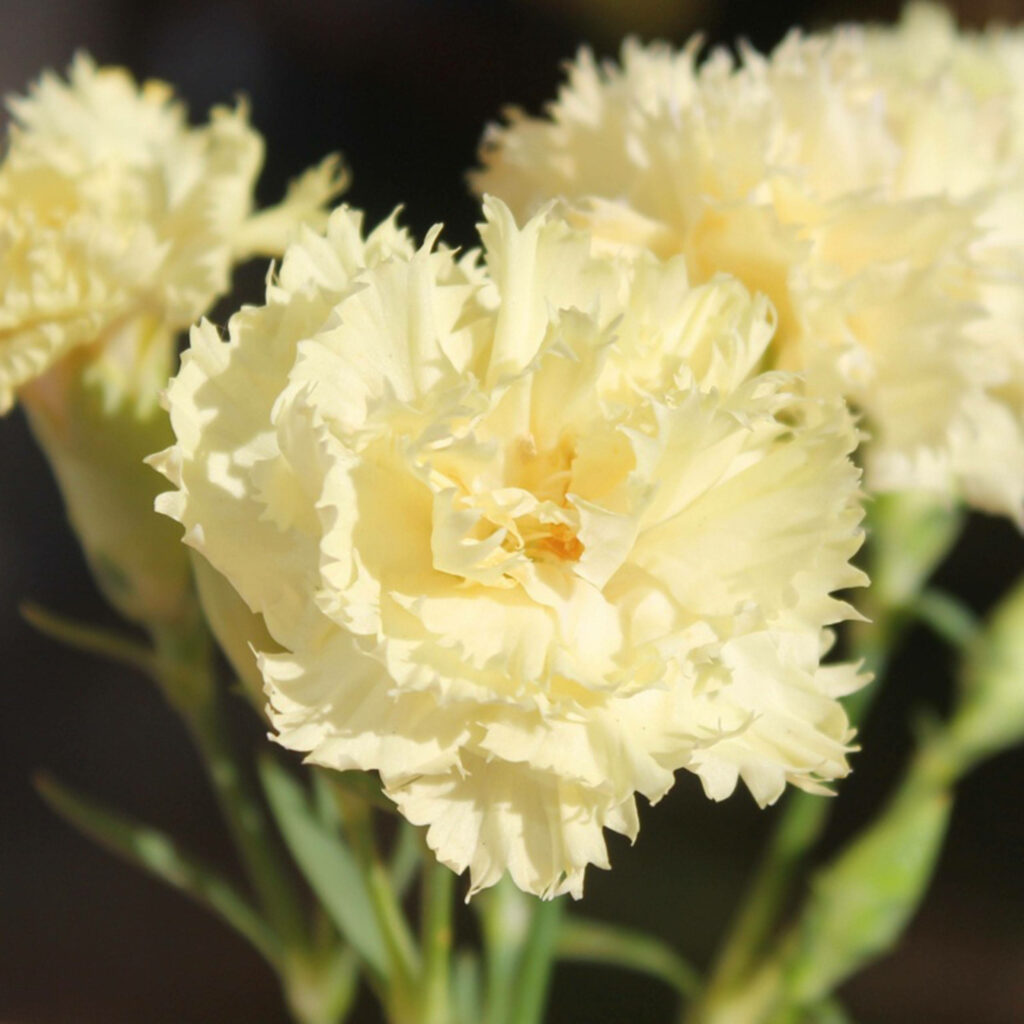 Elegant Pale Yellow Ruffled Chabaud Carnations Wallpaper Background