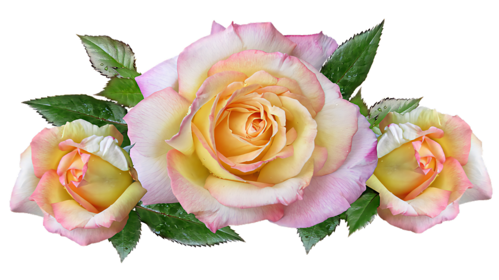 Pastel Yellow & Pink Roses Wallpaper on Transparent Background