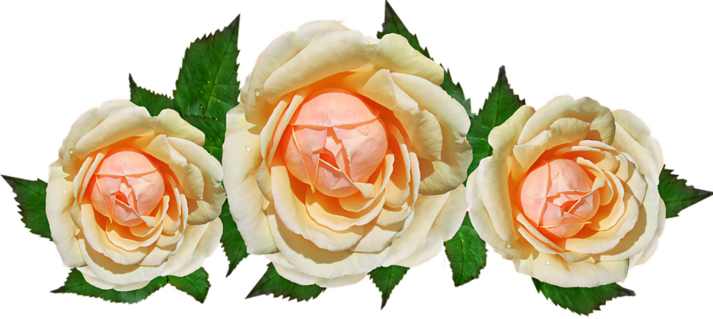 Elegant Peach Roses Wallpaper with Green Leaves on Transparent Background