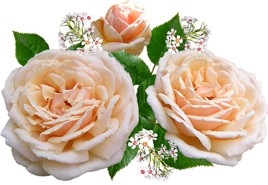 Elegant Peach Roses Wallpaper with Transparent Background & White Flowers