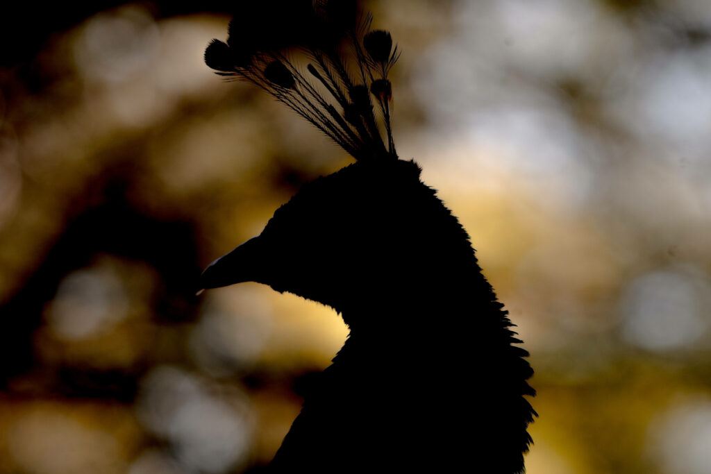 Elegant Peacock Silhouette Wallpaper with Warm Blurred Background