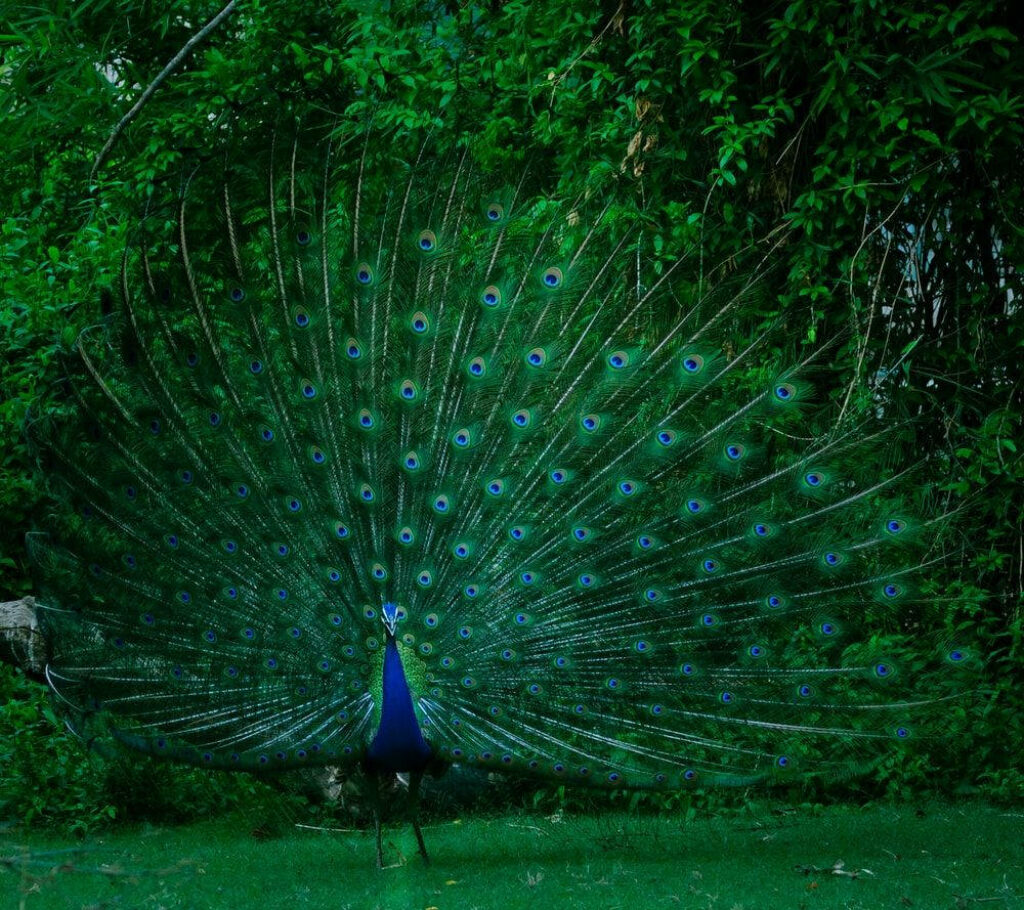 Iridescent Peacock Wallpaper: Nature's Elegant Artistry