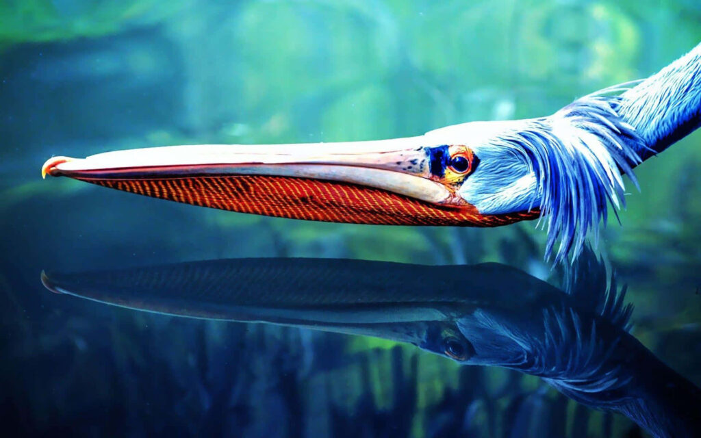 Tranquil Pelican Reflection Wallpaper: Serene Water Scene