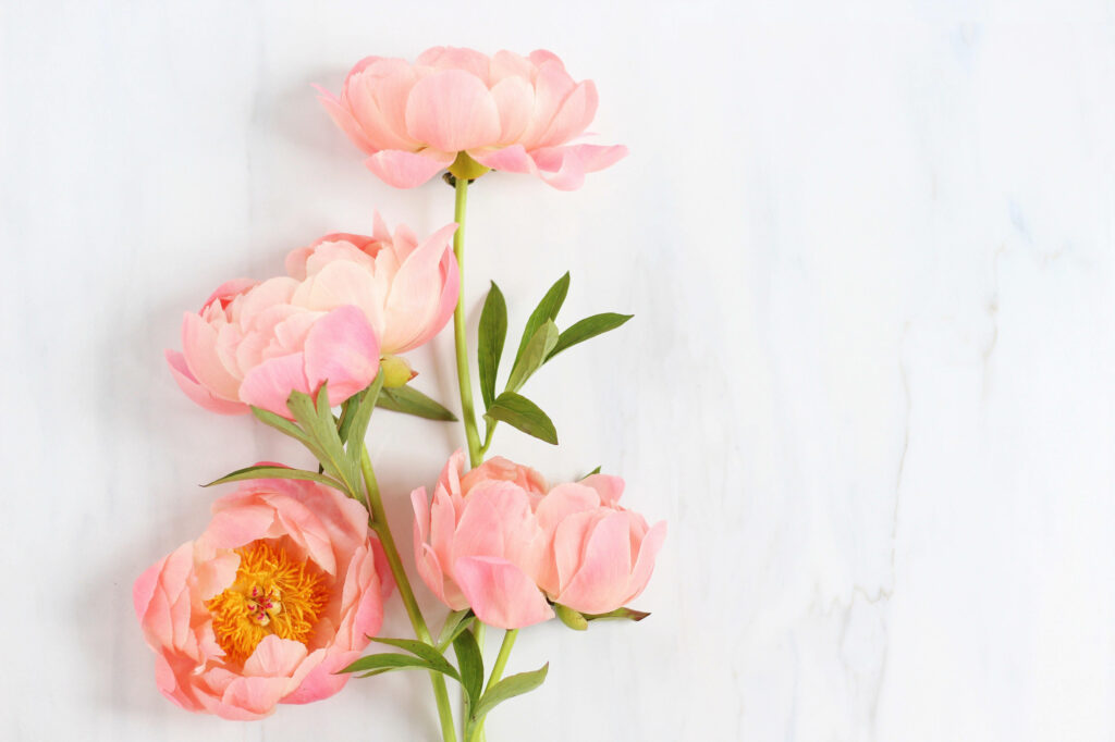 Elegant Peony Flowers on Marble: Sophisticated Wallpaper Background