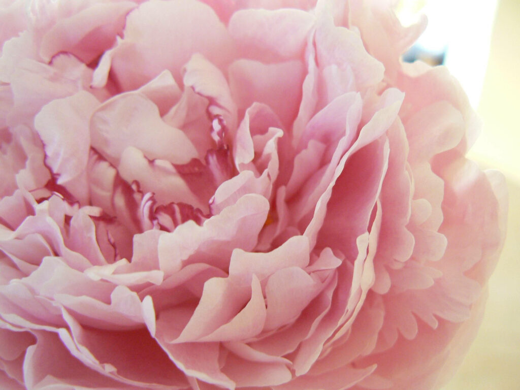 Elegant Pink Peony Petals Wallpaper – Lush Floral Background