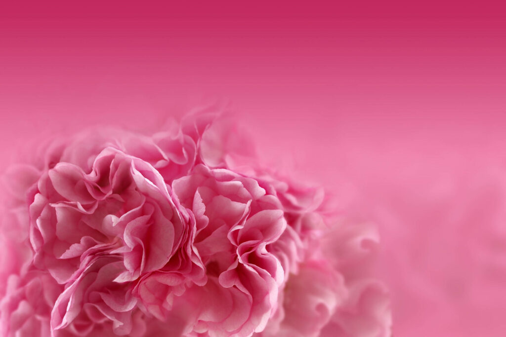 Elegant Pink Carnations Close-Up Wallpaper on Soft Gradient Background