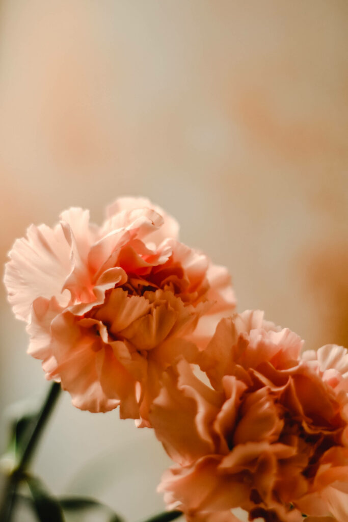 Elegant Pink Carnations Wallpaper for Android - Serene Background