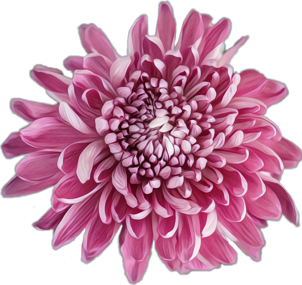 Elegant Pink Chrysanthemum Wallpaper with Transparent PNG Background